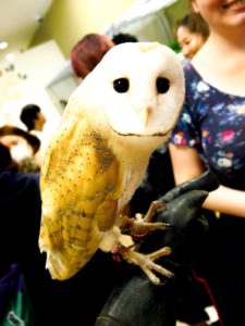 Owl cafe Hakata