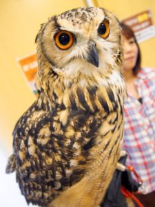 Owl cafe Hakata