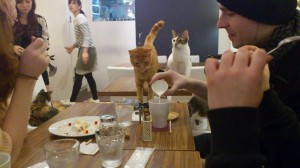 Cat cafe
